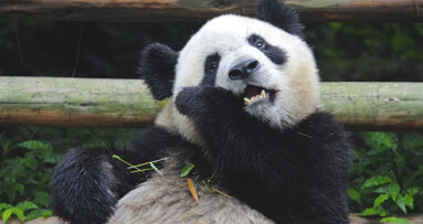 Cientistas se inspiram em dentes de panda gigante