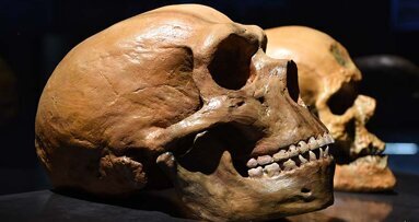 Research on fossilised teeth redefines human and Neanderthal history