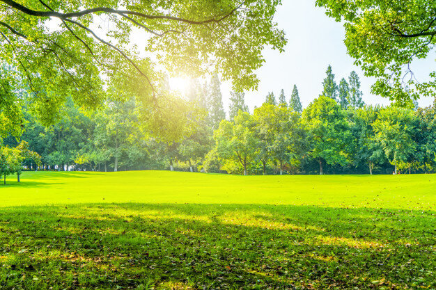 Fig.11: Green Lawn, (Source: @4045, Freepik)