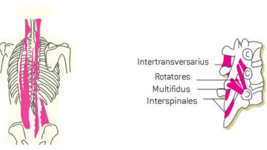 Wellness per il dentista: i muscoli della schiena