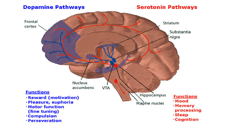 El paladar lo disfruta el cerebro