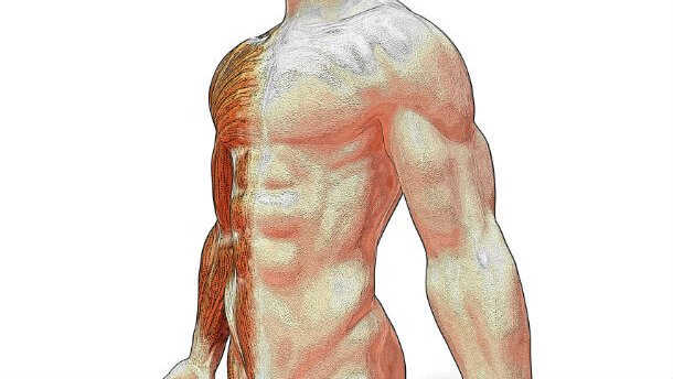 Renzo (CAO): Dentisti attenti! L’utilizzo di tessuto muscolo-scheletrico fuori dalle norme è molto rischioso