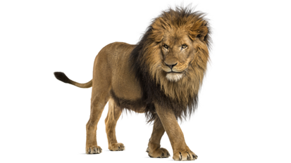 Protest für Cecil: Zahnarzt muss seine Praxis schließen