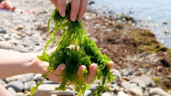 Otkriven je enzim koji rastvara plak u ustima