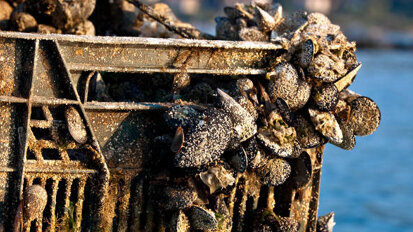 Mussels serve as model for innovative dental implant coating Mussels serve as model for innovative dental implant coating