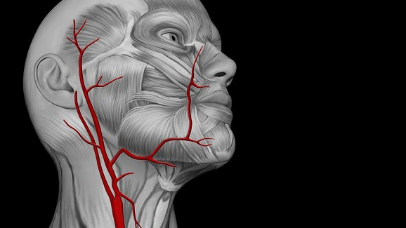 La salute delle gengive influenza lo stato delle arterie