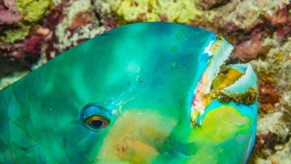 对于鹦哥鱼牙齿的研究或将开启生物材料研发的新思路