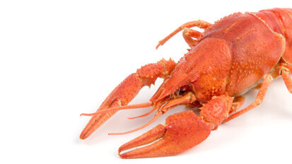 Krebsen auf den Zahn gefühlt