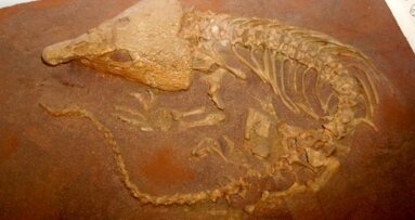 Oudste gebit met tandbederf ontdekt