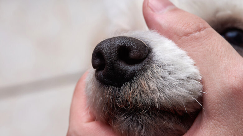 Environmental Protection Agency takes steps to reduce animal testing