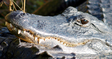 Pesquisadores investigam o potencial regenerativo dos dentes dos aligatores