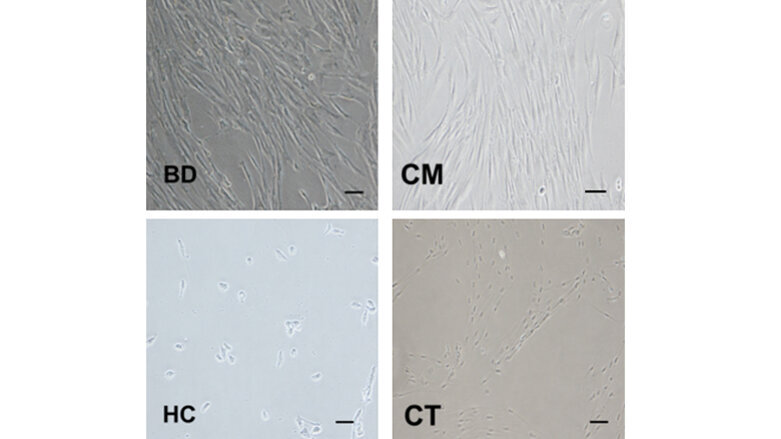 La biocompatibilidad en odontología regenerativa
