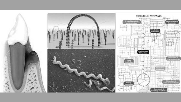 HZI-Forscher klären neue Mechanismen rund um Parodontitis auf