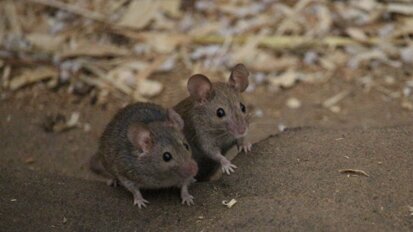 Column Erik Ranzijn: Muizen