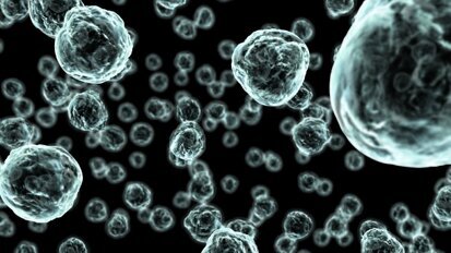 Bakterium reinigt Karieserreger Bakterium reinigt Karieserreger