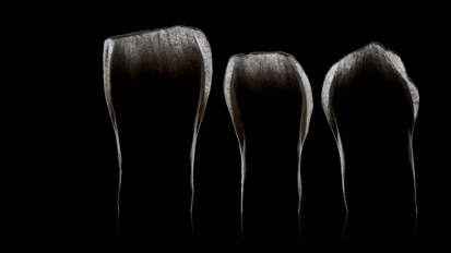 Termin für zweites Bio-Emulation Colloquium rückt näher