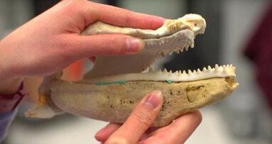 La moderna tecnologia rintraccia l’origine dei denti