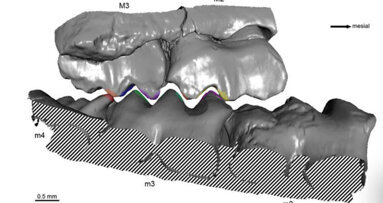 Studie zu Kaubewegungen vor 150 Millionen Jahren