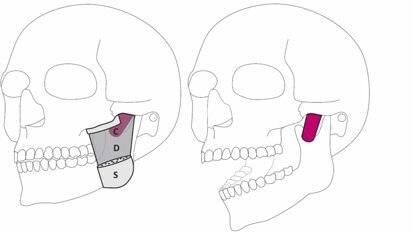 İnsan Çenesinde Yeni Bir Kas Katmanı Keşfedildi