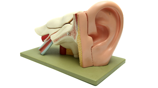 Dentisti a rischio di perdita dell’udito