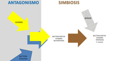 Caries dental, metabolismo bacteriano y dinámica microbiológica