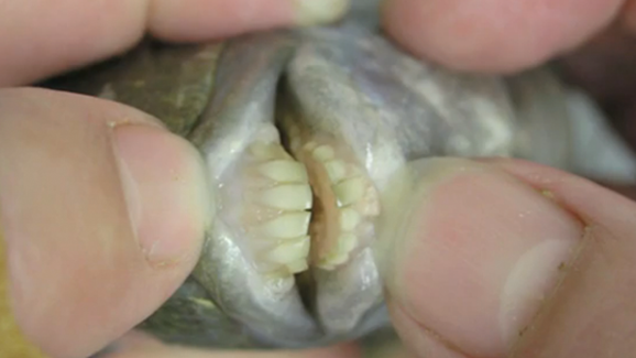 Fisch mit „Menschenzähnen“ lässt Forscher rätseln