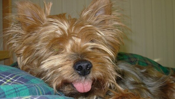 Luty miesiącem zdrowia jamy ustnej zwierząt