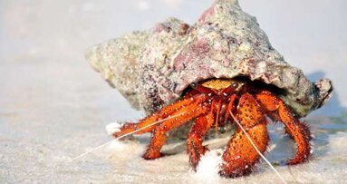 Medikamente aus ­Krabbenschalen