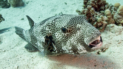 Research on pufferfish could lead to addressing tooth loss in humans