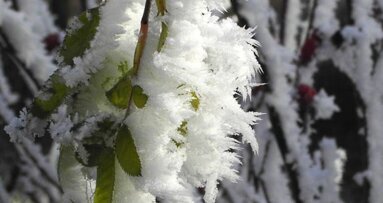 Czy mróz szkodzi zębom?