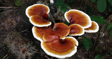 Interventions de chirurgies implantaires et dentaires – Traitements postopératoires