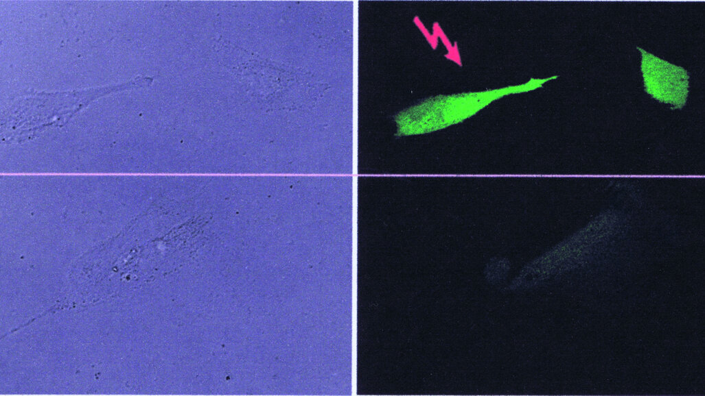 Photodamage of dental pulpa stem cells during 700 fs laser exposure