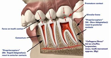 The importance of occlusion