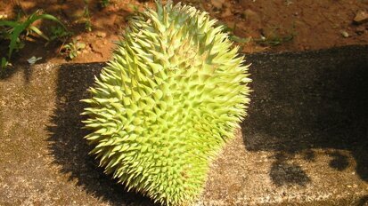 Doerian mogelijk effectief tegen cariës