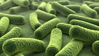 Wie können Karies verursachende Bakterien im Zahnbelag überleben?