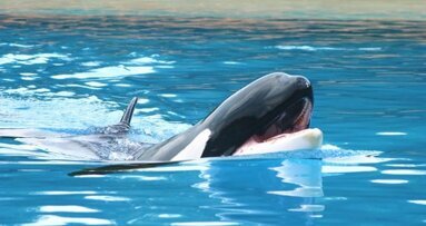 PETA estimula a sociedade ortodôntica a mover o evento do SeaWorld