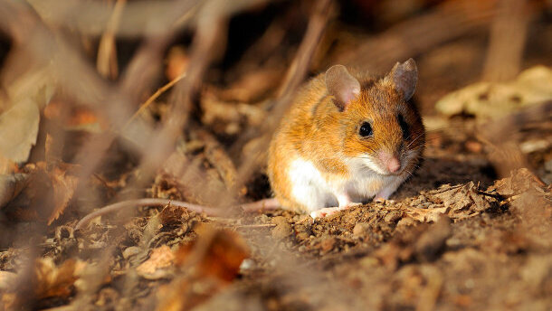 Des souris retrouvent la mémoire grâce à une greffe de cellules de l'odorat