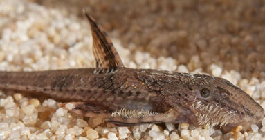 New study focuses on teeth outside of the mouth