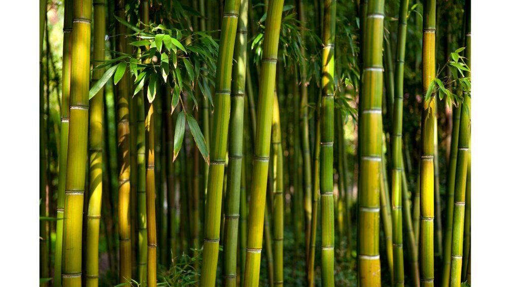 Column Stephan Tjiook: Wees zo buigzaam als bamboe