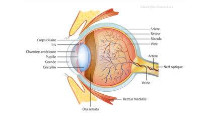« Vision et nutrition pertinente », rôle « à la loupe » de Lutéine et Zéaxanthine