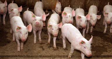 OSAP offers resources for dentists to help prevent spread of swine flu