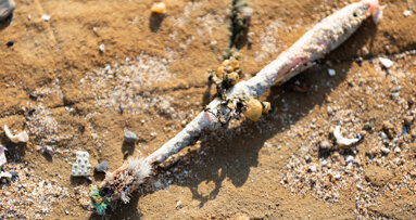 The history of plastic toothbrushes and how they pollute our planet