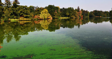 Biofilm research could help advance dentistry