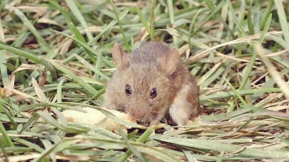 Forschung: Nachwachsende Zahnstrukturen bei Mäusen