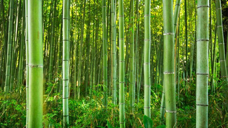 La metáfora del bambú japonés