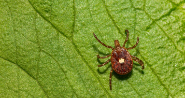 Alpha-gal syndrome: Tick-borne allergy poses hidden risks in dentistry