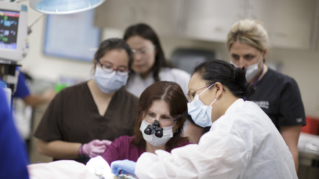 Η σημασία του συντονιστή της οδοντιατρικής θεραπείας Η γέφυρα για την αποδοχή του σχεδίου θεραπείας