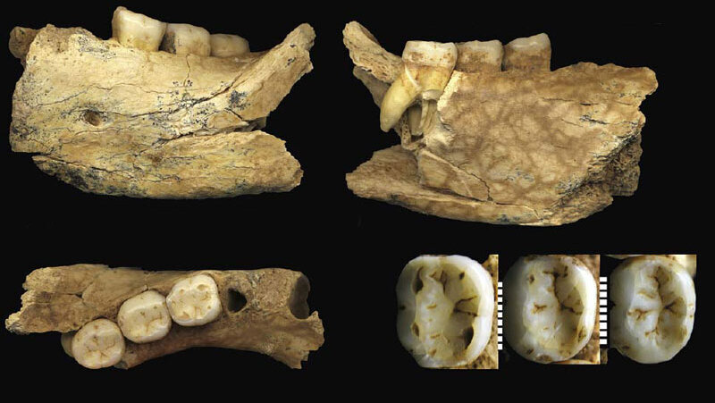 Tajne fosila u Maloj Balanici