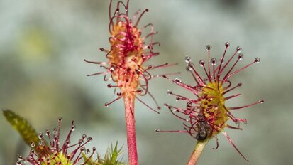Rosiczka rozbroi bakterie oporne na antybiotyki
