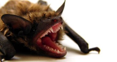 GPS brengt vleermuizengebit in kaart